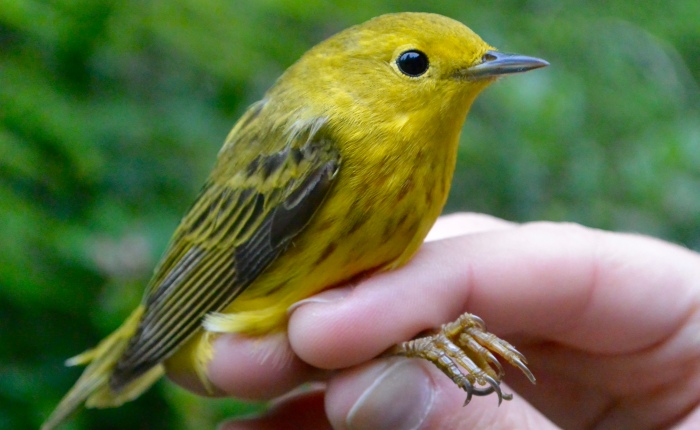 Moult limits and Yellow Warblers